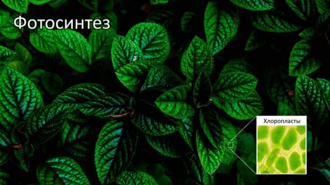 fotosintez-1-678x381-1