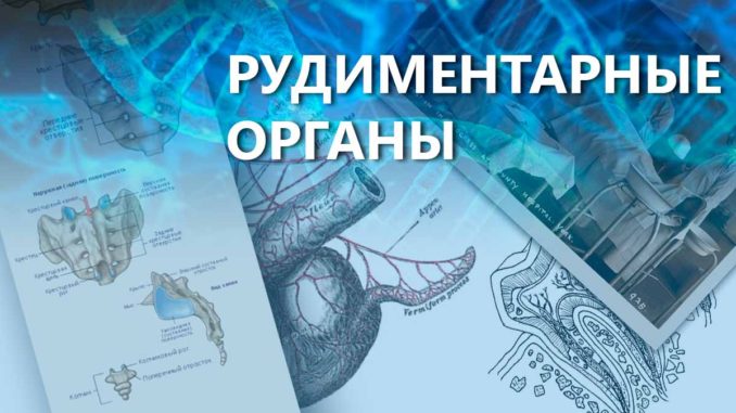 Рудиментарные органы Рудиментарные органы